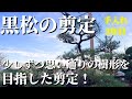 【黒松の剪定 #30】3年目のお手入れ！少しずつ思い通りの樹形を目指した剪定！