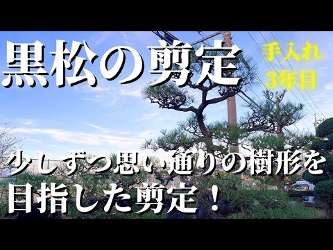黒松の剪定 #30】3年目のお手入れ！少しずつ思い通りの樹形を目指した