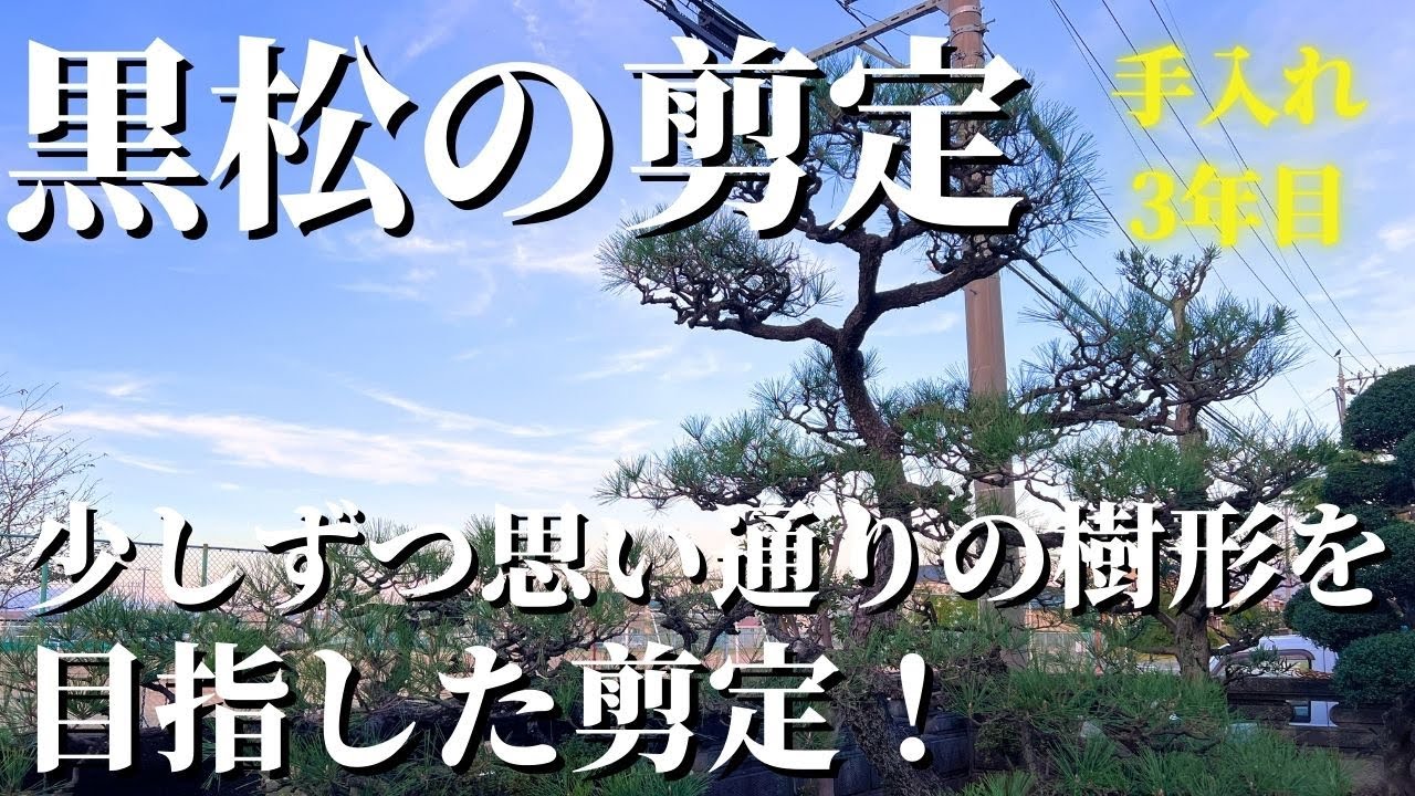 【黒松の剪定 #30】3年目のお手入れ！少しずつ思い通りの樹形を目指した剪定！