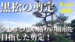 黒松の剪定 #30】3年目のお手入れ！少しずつ思い通りの樹形を目指した