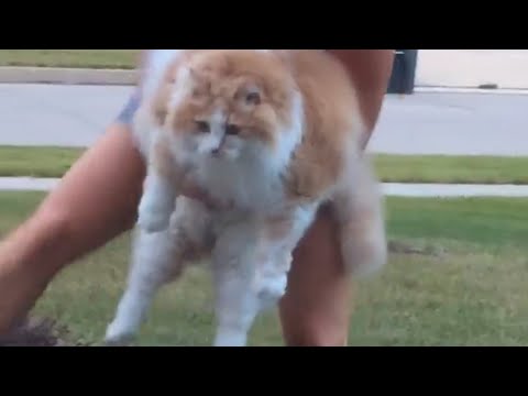 cat-runs-across-front-yard