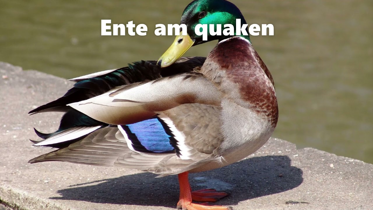 Enten quaken Sound für Hunde YouTube