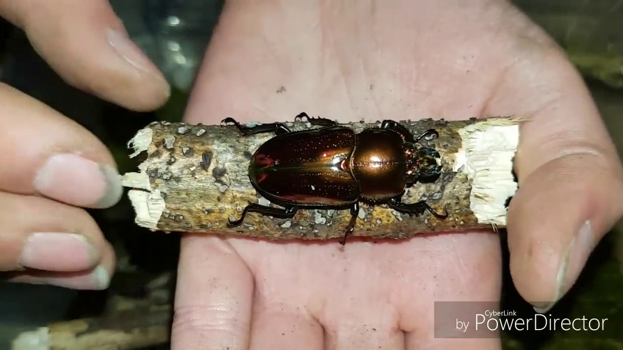 5 nouveautés 🔥: Achat + installation ( papillyon ) 😃