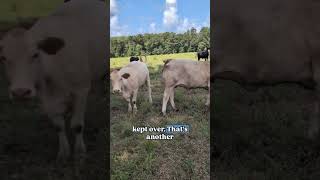 Pawpaw Delton Gives the Tour of His Cow-Calf Operation 