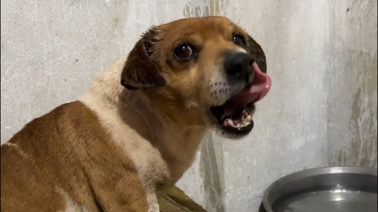 PARS REİSİN DURUMU İYİYE GİDİYOR