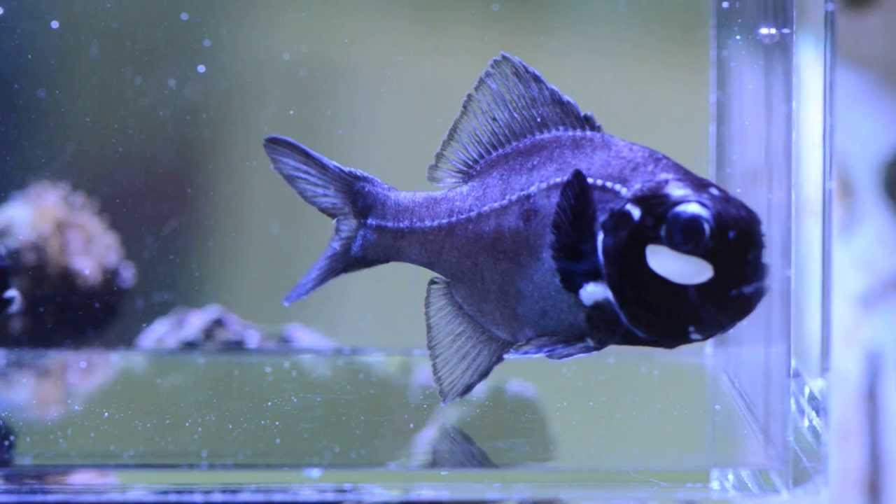 Photoblepharon palpebratus. YouTube