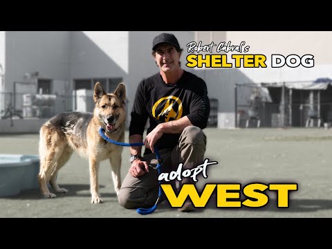 I Changed my Mind on this Dog Within 3 Minutes - Adopt West the German Shepherd