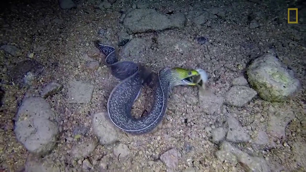 Eel vs. Pufferfish YouTube