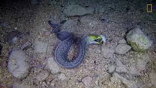 Eel vs. Pufferfish