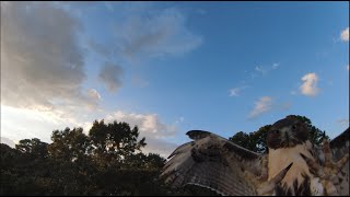 Red Tail Hawk Attacks DJI FPV Drone.   Hawk flew back up over the trees.