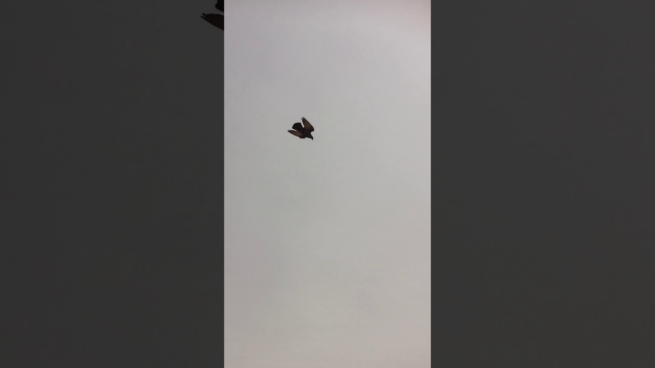 اسود حلو حبيته شريناه مشترا اليوم ١٨ /٣ المعجل