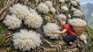 Harvesting Rare White Wood Ear Mushrooms in the Deep Forest | Finding Hidden Treasure