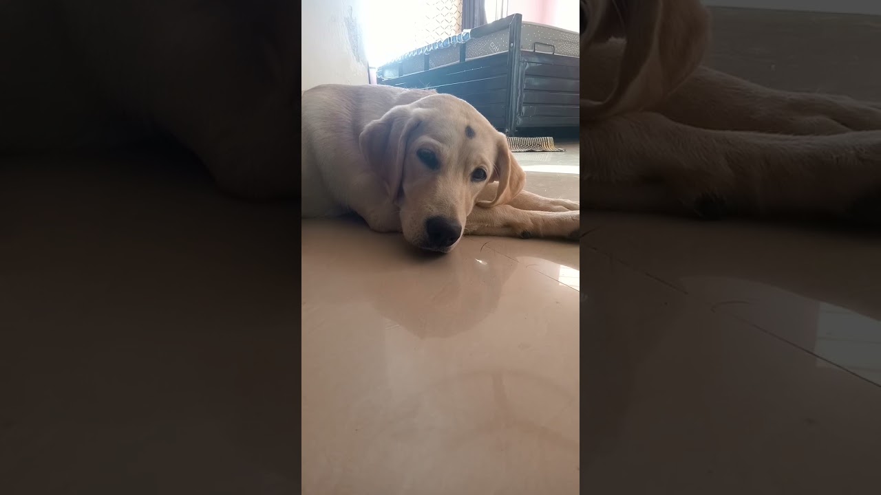 cute labradog tuffy subscribe for more videos please subscribe