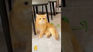 Funny Cat U0026 Cute Kittens832 shorts cat cutecat funny pet cat foryou viral viral