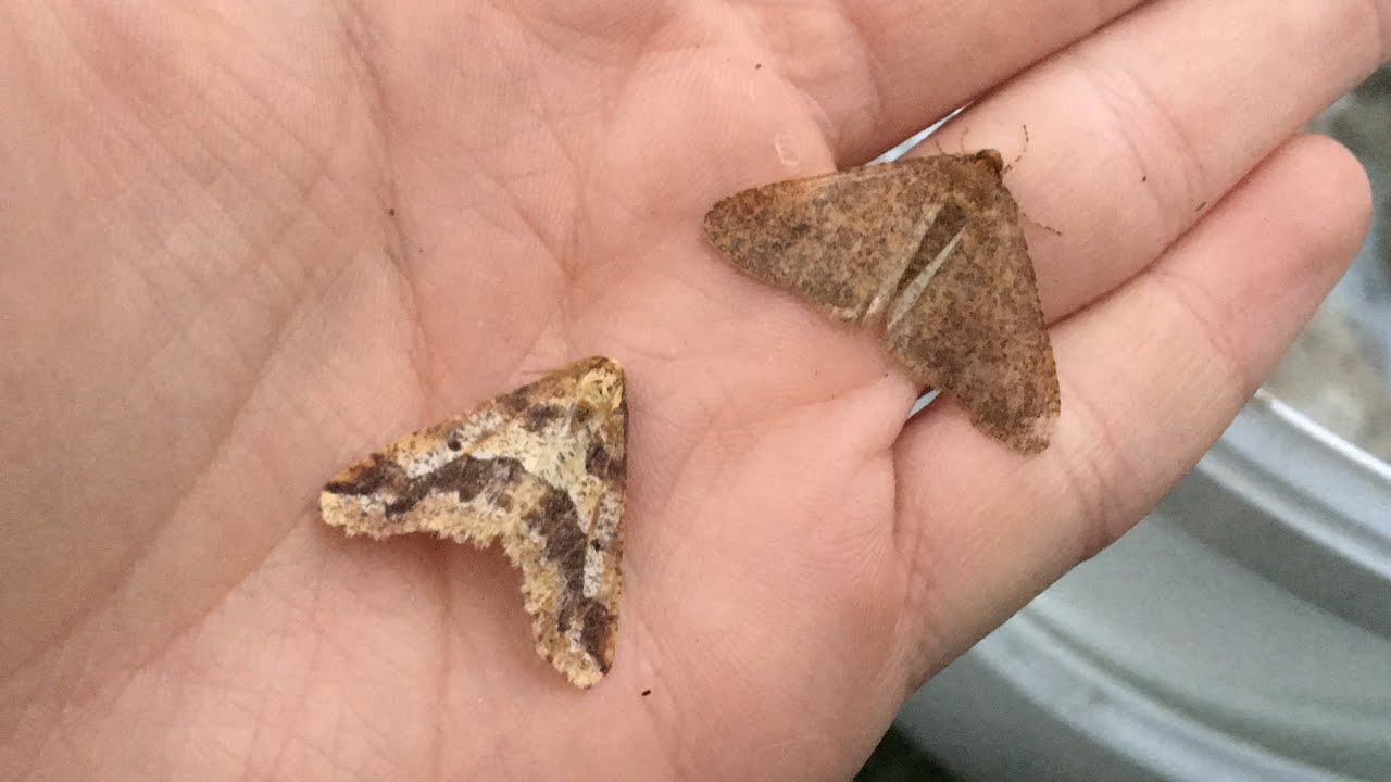 Moth trap December 16th and a few updates…