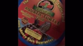 African Side Neck Turtle Care