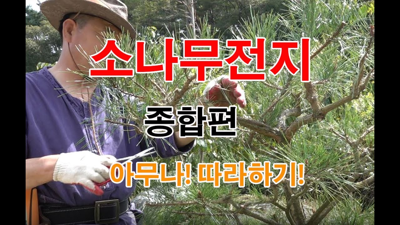 소나무전지 단독주택의 아담한 정원수전지