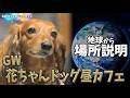GW花子昼カフェ/地球から場所説明🌏 #自粛犬 #八女ズンブレイク