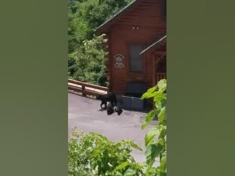 This Sevierville Black Bear Story Will Shock You To Your Core - 365vcw9