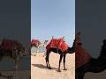 🐪🐫