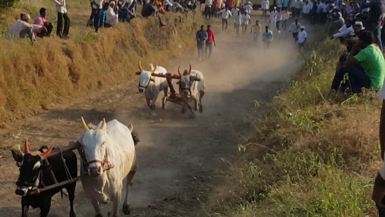 Parandwadi Ajit Bhote Bailgada Bhote,Garade,Limbhore jugalbandi Nad nay karaycha Gotaycha Changbhale