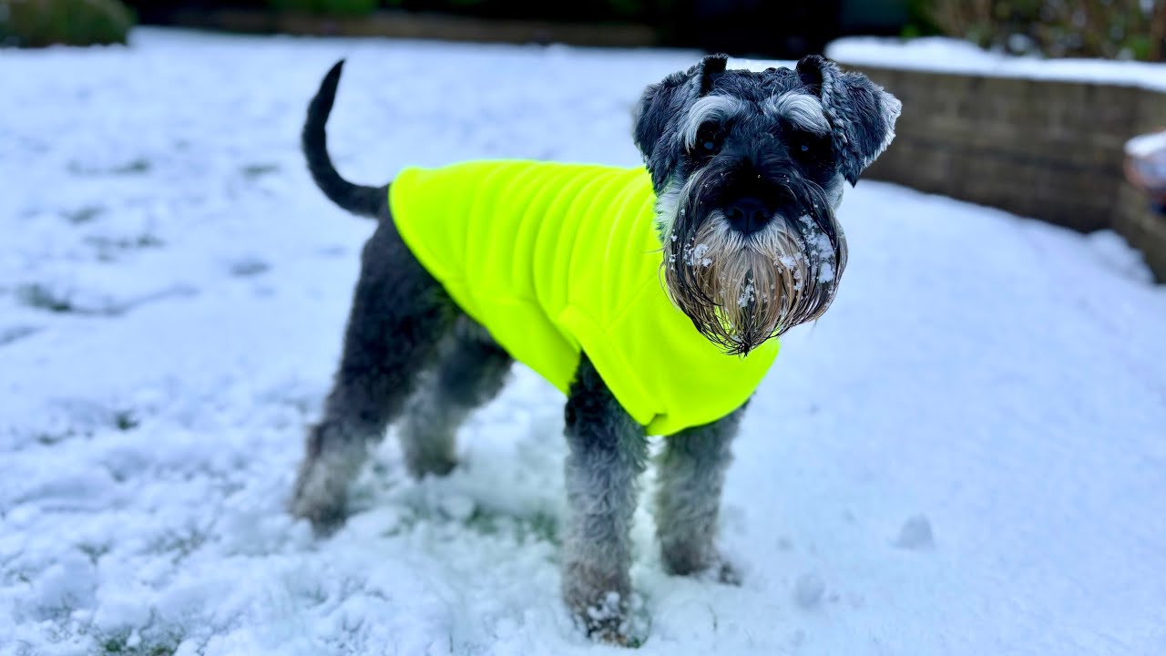Chilly dog! Schnauzer puppy Robbie experiences snow for the first time - Norwich, UK