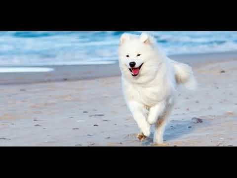 Video: Her ABD Devletinde En Popüler Köpek Adı