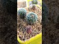 Frailea phaeodisca #cactus #succulents #frailea