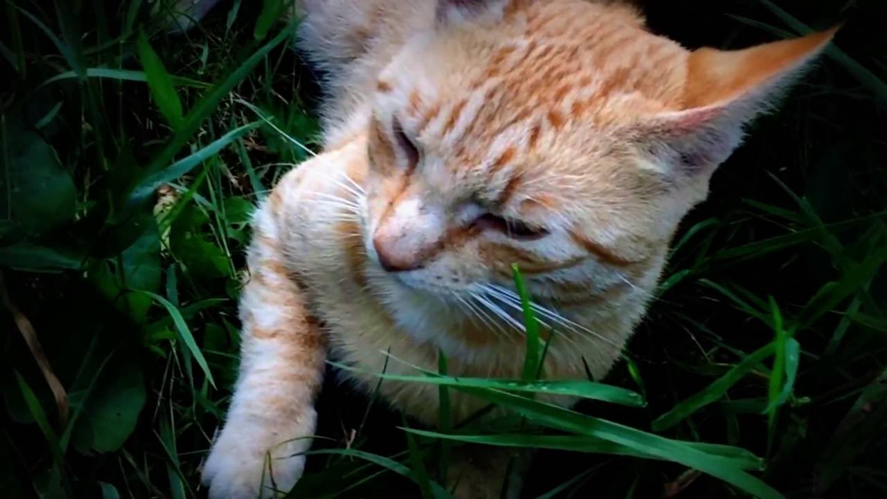 Warrior Cats Sternenclan