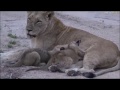 Safari Live : Styx Lioness with 2 cubs and B Boy's on drive this afternoon Dec 26, 2016