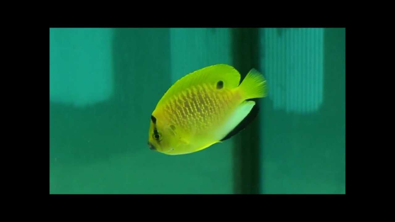 camera iphone 8 plus apk 6藍嘴新娘幼魚(藍咀 香港)Apolemichthys trimaculatus juvenile(Three-spot angelfish)20130516