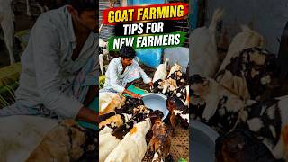 Goat Farming Tips #goat #goatcare #goatfarming #bakripalan #babygoats #bakramandi #chagol #shorts