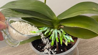 Just give it 1 cup! The flowerless orchid suddenly sprouted and bloomed wildly