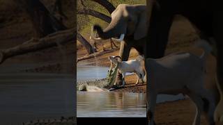 Elephant Smashes Crocodile To Save Baby Goat Viral Rescue
