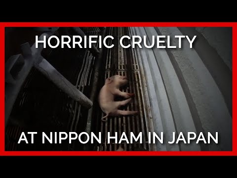 PETA Asia Exposes Horrific Cruelty to Pigs at Nippon Ham in Japan