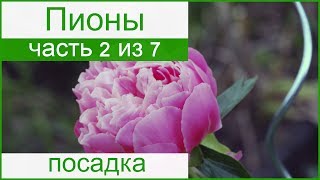 🌸 Посадка пионов осенью и весной, как сажать пионы 🌸 Посадка пионов осенью и весной, как сажать пионы