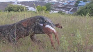 New Baby Goat Is Swallowed By Komodo Dragon Full Hd