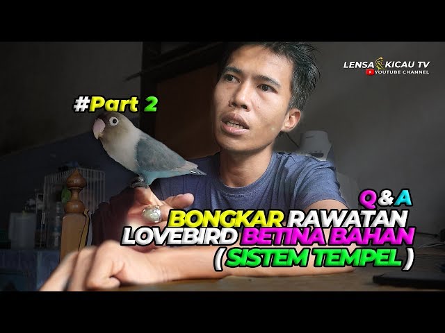 BONGKAR RAWATAN LOVEBIRD BETINA BAHAN (SISTEM TEMPEL)| BERSAMA ARTANOSA #PART 2 class=