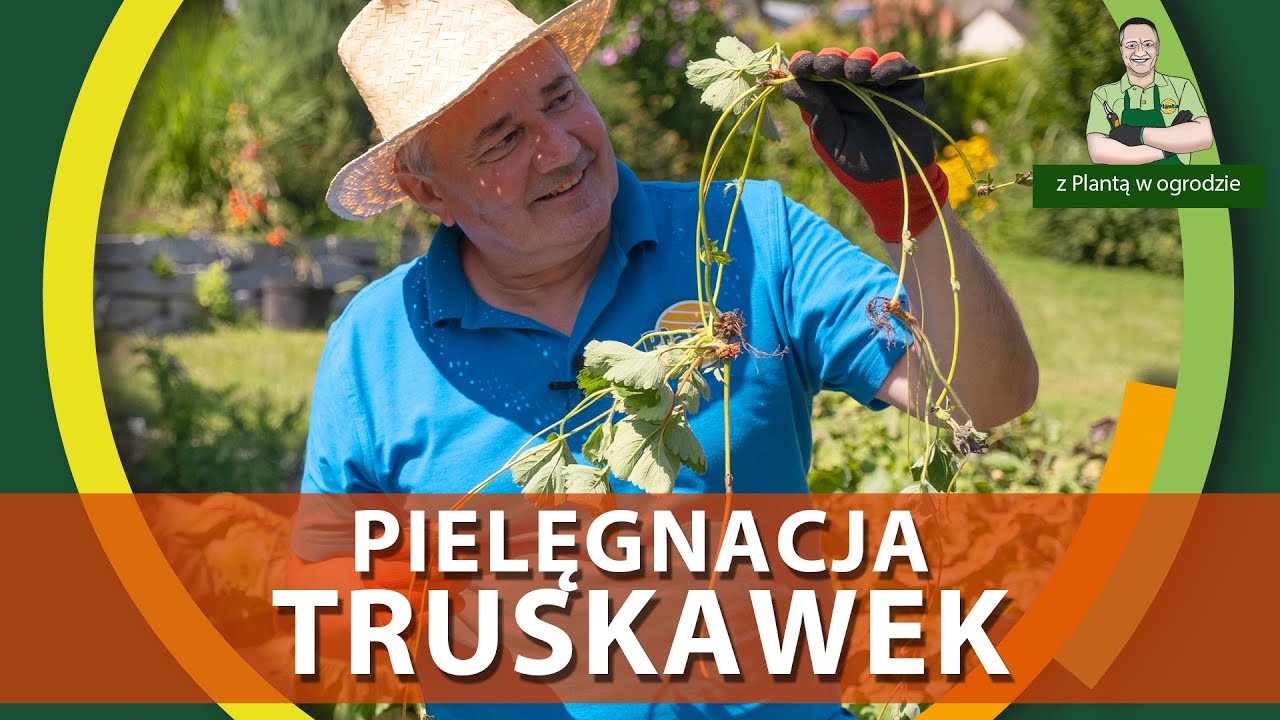 Usuwanie rozłogów truskawek - Z PLANTĄ W OGRODZIE