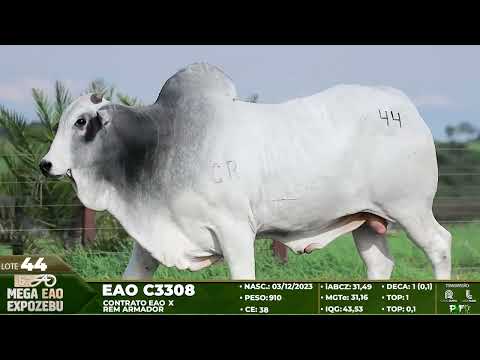 LOTE 44