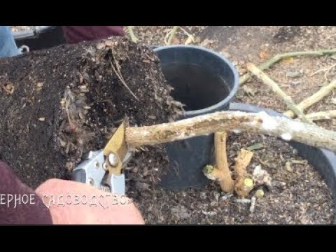Бругмансия ошибки зимовки