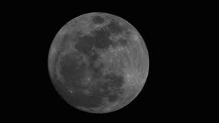 Bats flying past the full moon on Halloween 2020