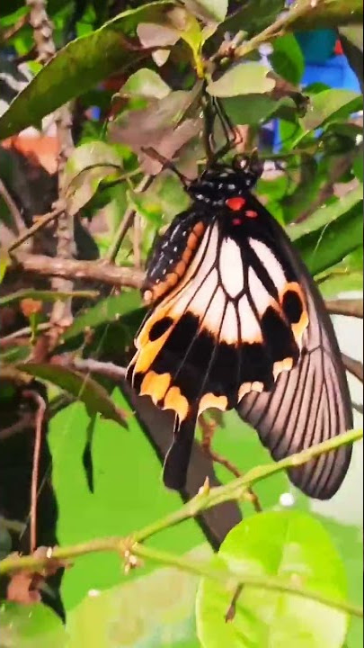 KUPU-KUPU CANTIK #kupukupu #kupukupuayu #kupukupucantik