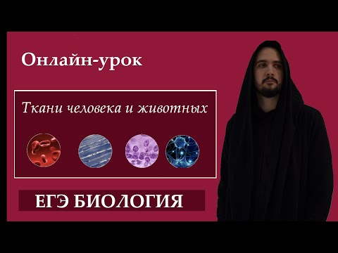 Ткани Человека и Животных для ЕГЭ. |ЕГЭ БИОЛОГИЯ|Freedom|