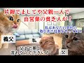 【スカッと猫ミーム】父が社長と知り義父が撃沈！その後夫婦も決裂 #猫マニ #猫ミーム