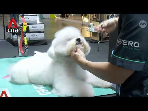 Pet grooming industry: Association working on consistent, clearer pathways to qualify as groomer