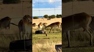 #lechwe #likeandsubscribe #antelope #meerkat #squirrel #youtubeshorts #shortvideo #shorts #viral #u