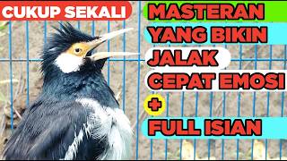 Masteran Jalak Suren Isian Unik Gacor Full Isian Tembakan Mewah Cililin Tengkek