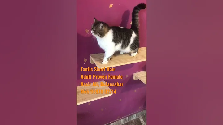 Video 1216541: exotic shorthair female