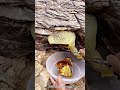 Wild Honey Harvest